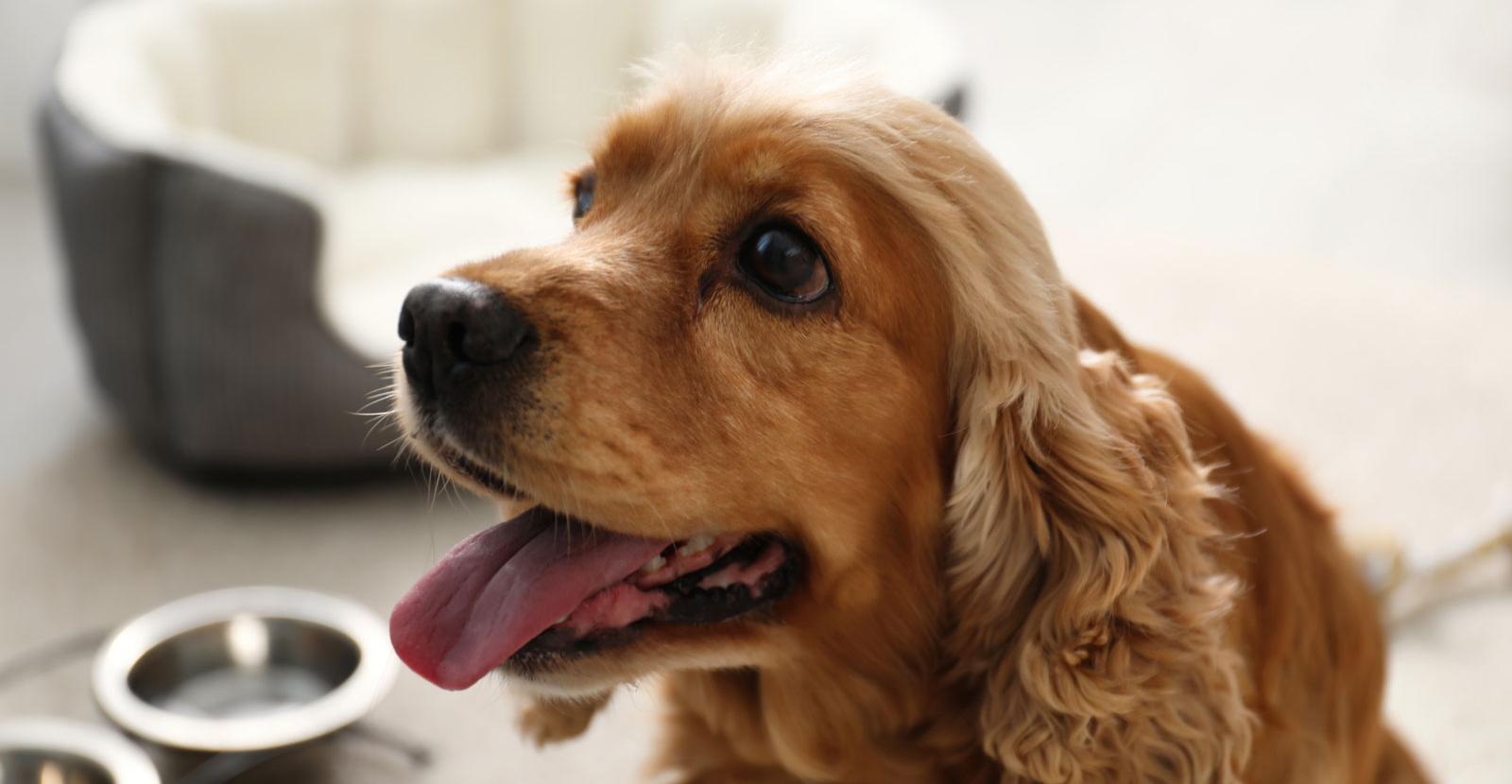 adria-hotel it pet-friendly 016